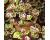 Coleus. Kong Mosaic 10 seeds