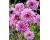 Cosmos. Double Click Rose Bonbon 30 seeds