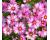 Cosmos. Capriola 30 seeds
