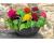 Celosia. Brainiac mix 20 seeds