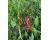Chilli Vindaloo 10 seeds