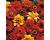 Dahlia. Bishops Children 40 seeds