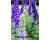 Delphinium. Magic Fountain Mixed 50 seeds