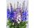 Delphinium. Pacific Giants Round Table Mixed  70 seeds