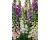 Digitalis. Dalmatian Mixed 25 Pelleted seeds