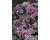 Dianthus. Kensington 400 seeds