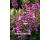 Digitalis. Dalmatian Purple 25 Pelleted seeds