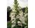 Digitalis. Dalmatian White 25 Pelleted seeds