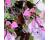 Dolichos. Hyacinth Bean Lab Lab Ruby Moon 15 seeds