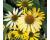 Echinacea. Mellow Yellows 10 seeds