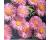 Erigeron. Pink Jewel 200 seeds