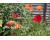 Eschscholzia californica. Sunset 500 seeds
