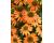 Echinacea. Lakota Orange 8 seeds