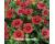 Gaillardia. Arizona Sun Red Shades 20 seeds