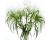 Grasses. Panicum Fontaine  40 seeds
