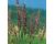 Grasses. Melica transsilvanica Red Spire 50 seeds