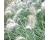 Grasses. Pennisetum Villosum 80 seeds
