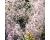 Gypsophila. Snowflake 240 seeds