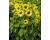 Helianthus. Sunflower Garden Statement 40 seeds