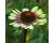 Echinacea. Green Twister 10 seeds