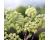 Angelica 200 seeds