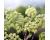 Herb Angelica 200 seeds