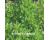 Basil Bush 700 seeds