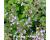 Catnip Nepeta cataria 500 herb seeds