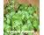 Coriander 350 seeds
