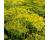 Dill Dukat 850 seeds