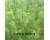 Fennel Sweet 260 seeds