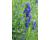 Hyssop Blue 200 seeds