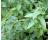 Mint Spearmint 1000 seeds