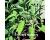 Sage English 70 seeds