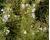 Winter Savory 300 seeds