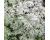 Wormwood 1000 seeds
