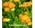 Pot Marigold Calendula officinalis 150 seeds
