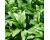 Wild Garlic Ramsons 100 seeds