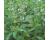 Basil Lemon 500 seeds