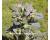 Henbane 100 seeds