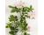 Dog Rose 30 seeds