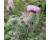 Milk Thistle 30 seeds