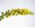 Agrimony 50 seeds