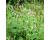 Comfrey Symphytum Officinale 50 seeds