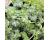 Par Cel 400 seeds
