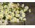Pyrethrum 100 seeds