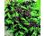 Basil Siam Queen 300 seeds