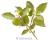 Basil Indian 500 seeds