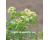 Alexanders 20 seeds