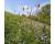 Sweet Vernal Grass 1g